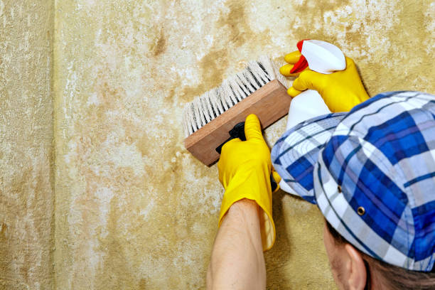 Mold Remediation for Vacation Homes in Paxtang, PA